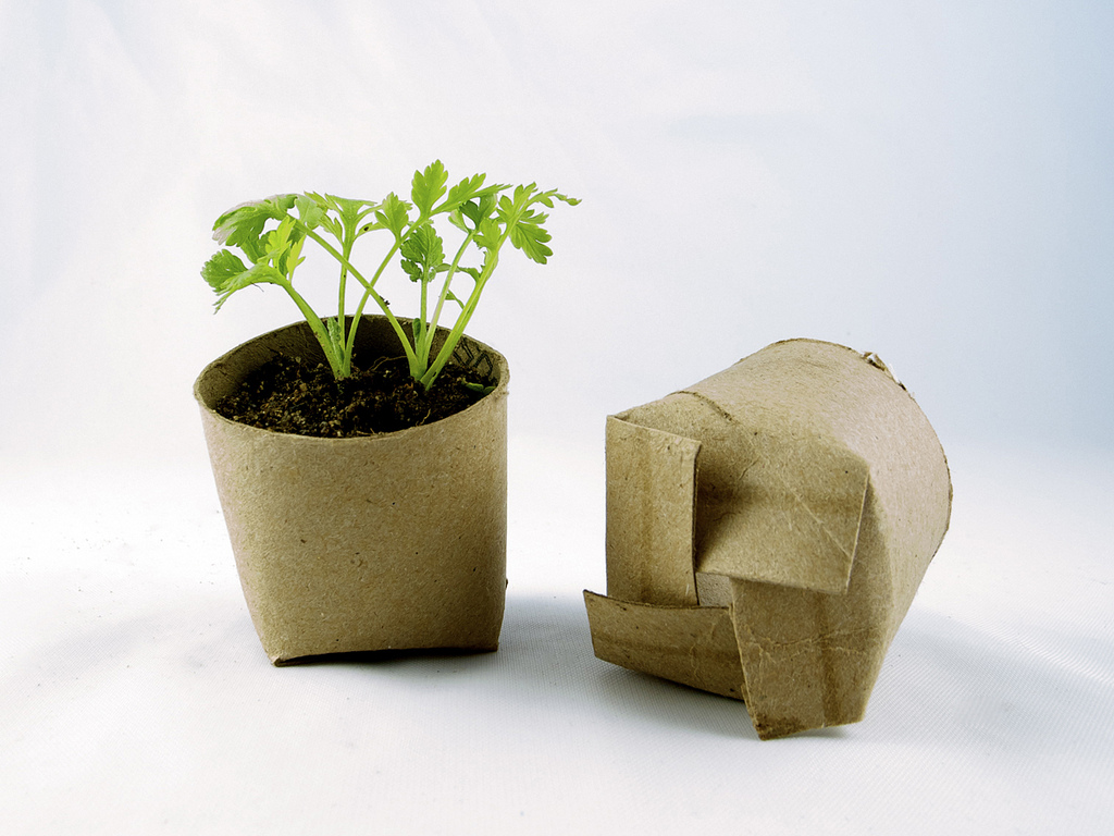 seedlings using toilet paper rolls