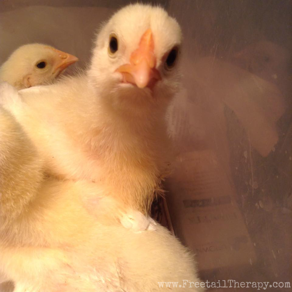 Cornish Rock Chickens