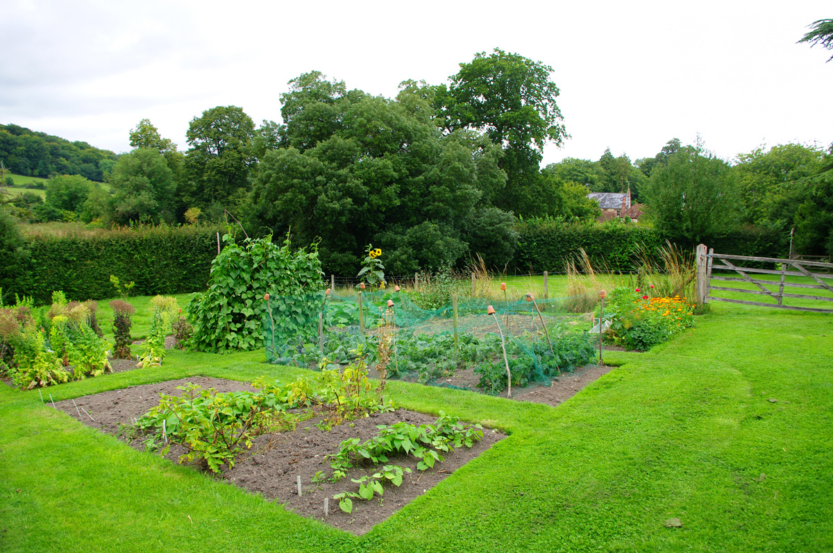 Gardening to save money on groceries