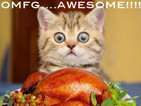 Thanksgiving Funny Cat