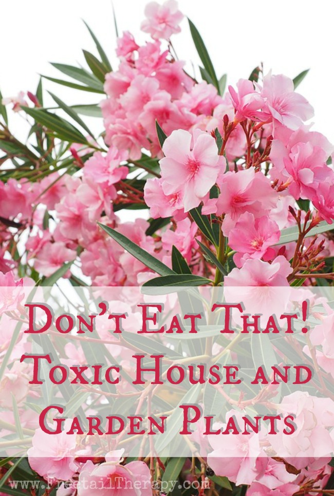 Don’t Eat That! Toxic House and Garden Plants